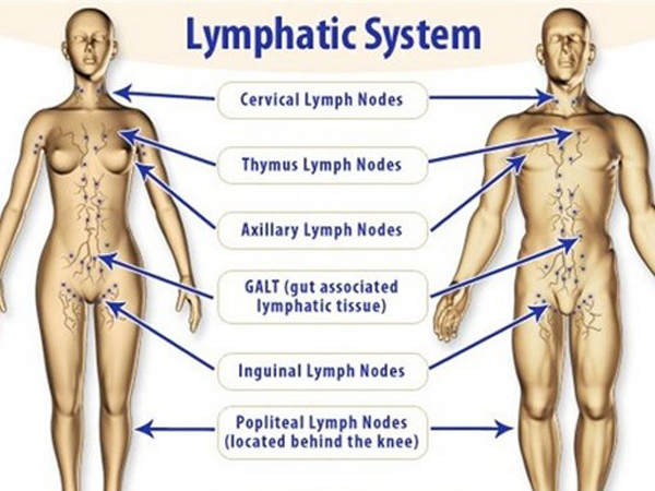 Lymphatic-system Lymphatic-system